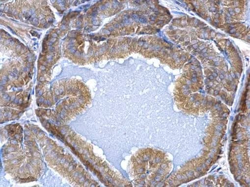 Immunohistochemistry: ERP29 Antibody [NBP1-33076] - ERP29 antibody detects ERP29 protein at cytosol on mouse prostate by immunohistochemical analysis. Sample: Paraffin-embedded mouse prostate. ERP29 antibody (NBP1-33076) dilution: 1:500.Antigen Retrieval: Trilogy™ (EDTA based, pH 8.0) buffer, 15min