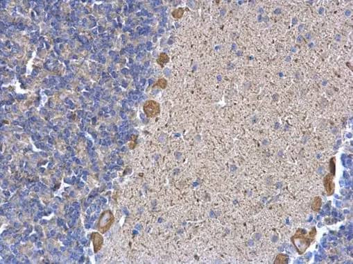 Immunohistochemistry: ERP29 Antibody [NBP1-33076] - ERP29 antibody detects ERP29 protein at cytosol on mouse prostate by immunohistochemical analysis. Sample: Paraffin-embedded mouse prostate. ERP29 antibody (NBP1-33076) dilution: 1:500.Antigen Retrieval: Trilogy™ (EDTA based, pH 8.0) buffer, 15min