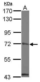 Western Blot: MCM4 Antibody [NBP1-33105] - Sample (30 ug of whole cell lysate)  A: zebrafish eye  7.5% SDS PAGE  NBP1-33105 diluted at 1:1000 