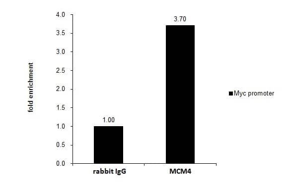 Chromatin Immunoprecipitation (ChIP): MCM4 Antibody [NBP1-33105] - Cross-linked ChIP was performed with HeLa chromatin extract  and 5 ug of either control rabbit IgG or anti-MCM4 antibody. The precipitated DNA was detected by PCR with primer set targeting to Myc promoter.