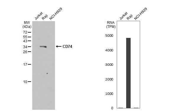 Various whole cell extracts (30 ug) were separated by 15% SDS-PAGE, and the membrane was blotted with CD74 antibody [N1N2], N-term (NBP1-33109) diluted at 1:1000. The HRP-conjugated anti-rabbit IgG antibody  was used to detect the primary antibody. Corresponding RNA expression data for the same cell lines are based on Human Protein Atlas program. 