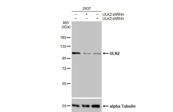 <b>Genetic Strategies Validation. </b>Western Blot: ULK2 Antibody [NBP1-33136] - Non-transfected (–) and transfected (+) 293T whole cell extracts (30 ug) were separated by 7.5% SDS-PAGE, and the membrane was blotted with ULK2 antibody [C2C3], C-term  diluted at 1:1000. The HRP-conjugated anti-rabbit IgG antibody  was used to detect the primary antibody.