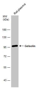 Western Blot Gelsolin/GSN Antibody - BSA Free