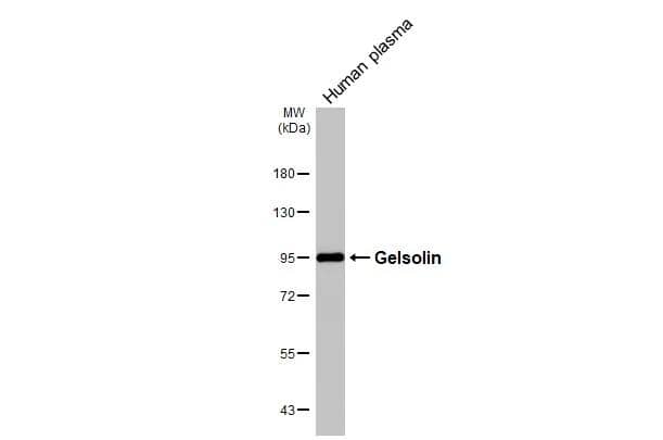 Western Blot Gelsolin/GSN Antibody - BSA Free