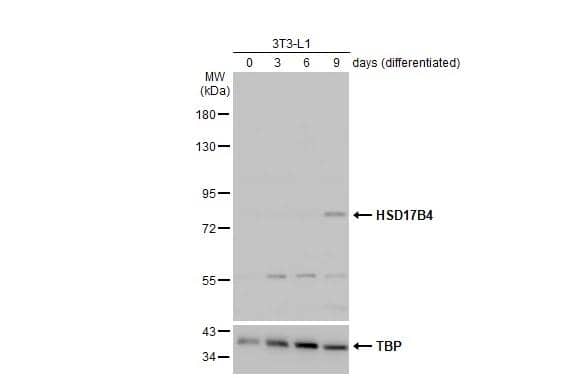 3T3-L1 and differentiated 3T3-L1 (30 ug) were separated by 7.5% SDS-PAGE, and the membrane was blotted with HSD17B4 antibody (NBP1-33192) diluted at 1:1000. The HRP-conjugated anti-rabbit IgG antibody  was used to detect the primary antibody. 