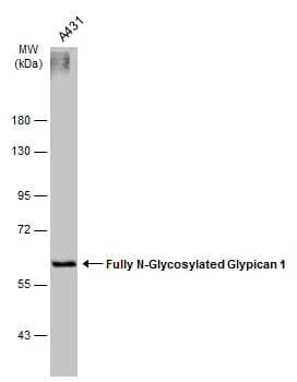 A431 whole cell extracts (30 ug) was separated by 7.5% SDS-PAGE, and the membrane was blotted with Glypican 1 antibody [N3C3] (NBP1-33197) diluted at 1:1500. The HRP-conjugated anti-rabbit IgG antibody  was used to detect the primary antibody. 
