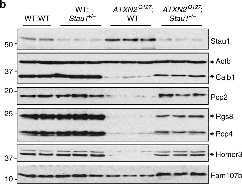Western Blot: Staufen Antibody [NBP1-33202] - Silencing of STAU1 mitigates SCA2 phenotypes. aStau1 haploinsufficiency improves abnormal motor behavior of ATXN2Q127 mice as determined by rotarod behavior at 8, 12, 16, & 20 weeks of age. ATXN2Q127;Stau1+/- mice (green) have improved rotarod performance compared with ATXN2Q127 littermates (red) starting at 12 weeks of age. Note that Stau1 haploinsufficiency (orange) by itself does not alter motor function; n = 9–15 mice per group. Values shown are mean ± SE. Significance was determined using generalized estimating equations (GEE). NS, nonsignificant, *P < 0.05, **P < 0.01. b, c Reduction of Stau1 in vivo improves levels of key cerebellar proteins towards normalization. b Western blotting of cerebellar extracts from ATXN2Q127;Stau1+/- mice showing improvement of protein levels for Calb1, Pcp2, Rgs8, Pcp4, Homer3, & Fam107b towards normalization. Each lane represents cerebellar extract from an individual mouse.  beta -Actin is used as a loading control & the blots are from three replicate experiments. c Quantitative analysis of western blots shown in b. Data are mean ± SD, **P < 0.01, ***P < 0.001, Student t-test. d Combined immunostaining of ATXN2 (red) & Stau1 (green) of cerebellar sections from ATXN2Q127 & crossed ATXN2Q127;Stau1+/- mice (34 weeks of age) demonstrating reduced ATXN2-Stau1 aggregates in crossed ATXN2Q127;Stau1+/- mice. Scale bar, 30 µM. e Model for STAU1 in the pathology of SCA2 & other neurodegenerative diseases Image collected & cropped by CiteAb from the following publication (//pubmed.ncbi.nlm.nih.gov/30194296), licensed under a CC-BY license. Not internally tested by Novus Biologicals.