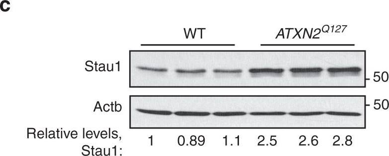 Western Blot: Staufen Antibody [NBP1-33202] - Staufen1 protein but not mRNA steady-state levels are increased in neurodegenerative disease cells & tissues. Western blot analysis of SCA2- FBs (a) & LBCs (b) show increased STAU1 levels compared with normal controls. DDX6 levels are unchanged. HD & SCA3 patient (polyQ expanded) FBs were used as additional controls. Four normal & five SCA2 FBs, & two normal & three SCA2 LBCs were used. c, d Western blot analyses of ATXN2Q127 (c) & BAC-Q72 (d) mouse cerebellar extracts (24 weeks of age) showing increased Stau1 levels compared with wild-type or BAC-Q22 controls (n = 2–3 animals per group). e Western blot of FB extracts from an ALS patient with the TDP-43G298S mutation show increased STAU1 levels.  beta -Actin was used as loading control & representative blots of three independent experiments are shown. f–hSTAU1 RNA levels are unaltered in SCA2 & ALS cells & SCA2 mice. qRT-PCR analyses of STAU1 mRNA in SCA2 FBs & ALS FB with TDP-43G298S mutation (f) or SCA2 LBCs (g). h qRT-PCR analyses of cerebellar RNAs from ATXN2Q127 & BAC-Q72 mice compared to wild-type littermates (24 weeks of age; n = animals per group). Gene expression levels were normalized to Actb Image collected & cropped by CiteAb from the following publication (//pubmed.ncbi.nlm.nih.gov/30194296), licensed under a CC-BY license. Not internally tested by Novus Biologicals.