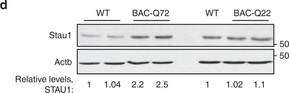 Western Blot: Staufen Antibody [NBP1-33202] - Staufen1 protein but not mRNA steady-state levels are increased in neurodegenerative disease cells & tissues. Western blot analysis of SCA2- FBs (a) & LBCs (b) show increased STAU1 levels compared with normal controls. DDX6 levels are unchanged. HD & SCA3 patient (polyQ expanded) FBs were used as additional controls. Four normal & five SCA2 FBs, & two normal & three SCA2 LBCs were used. c, d Western blot analyses of ATXN2Q127 (c) & BAC-Q72 (d) mouse cerebellar extracts (24 weeks of age) showing increased Stau1 levels compared with wild-type or BAC-Q22 controls (n = 2–3 animals per group). e Western blot of FB extracts from an ALS patient with the TDP-43G298S mutation show increased STAU1 levels.  beta -Actin was used as loading control & representative blots of three independent experiments are shown. f–hSTAU1 RNA levels are unaltered in SCA2 & ALS cells & SCA2 mice. qRT-PCR analyses of STAU1 mRNA in SCA2 FBs & ALS FB with TDP-43G298S mutation (f) or SCA2 LBCs (g). h qRT-PCR analyses of cerebellar RNAs from ATXN2Q127 & BAC-Q72 mice compared to wild-type littermates (24 weeks of age; n = animals per group). Gene expression levels were normalized to Actb Image collected & cropped by CiteAb from the following publication (//pubmed.ncbi.nlm.nih.gov/30194296), licensed under a CC-BY license. Not internally tested by Novus Biologicals.