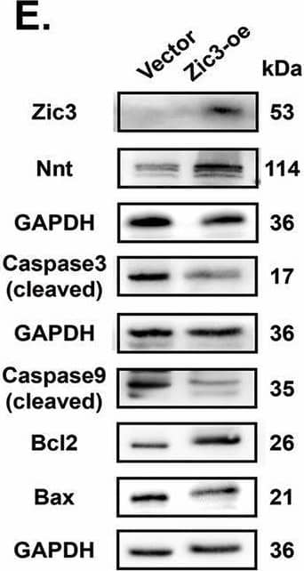 Zic3-ApoM-Nnt axis mediates cell homeostasis between mitophagy and apoptosis.A, C, D C17.2 cells were transfected with Ncontrol (NC) or siRNA targeting Zic3 (Zic3-si). B, E C17.2 cells were transfected with empty pcDNA vector (Vector) or WT Zic3 cDNA (Zic3-oe). A, B PINK1, PRKN and LC3-II/LC3-I protein levels in mitochondria were measured by western blotting (n = 3 from independent experiments). C C17.2 cells were double IF-stained with LC3-labelled autophagosomes (green) and TOMM20-labelled mitochondria (red). Nuclei were counterstained with DAPI. Scale bar = 10 um. D, E Nnt, Bax/Bcl-2, cleaved Caspase 9, and cleaved Caspase 3 protein levels were analysed by western blotting (n = 3 independent experiments). F, G PINK1, PRKN and LC3-II/LC3-I protein levels in mitochondria were analysed by western blotting under different transfection conditions in C17.2 cells (n = 3 from independent experiments). H, I Nnt, cleaved Caspase 9, cleaved Caspase 3, and Bax/Bcl-2 protein levels were analysed by western blotting under different transfection conditions in C17.2 cells (n = 3 from independent experiments). GAPDH or VDAC1 was used as a loading control. Data are expressed as the mean +/- SD. Statistical comparisons were performed using Student’s t tests in (A, B, D and E); one-way ANOVA in (F and G). *P < 0.05; **P < 0.01; “ns