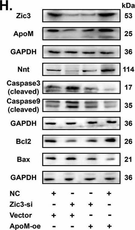 Zic3-ApoM-Nnt axis mediates cell homeostasis between mitophagy and apoptosis.A, C, D C17.2 cells were transfected with Ncontrol (NC) or siRNA targeting Zic3 (Zic3-si). B, E C17.2 cells were transfected with empty pcDNA vector (Vector) or WT Zic3 cDNA (Zic3-oe). A, B PINK1, PRKN and LC3-II/LC3-I protein levels in mitochondria were measured by western blotting (n = 3 from independent experiments). C C17.2 cells were double IF-stained with LC3-labelled autophagosomes (green) and TOMM20-labelled mitochondria (red). Nuclei were counterstained with DAPI. Scale bar = 10 um. D, E Nnt, Bax/Bcl-2, cleaved Caspase 9, and cleaved Caspase 3 protein levels were analysed by western blotting (n = 3 independent experiments). F, G PINK1, PRKN and LC3-II/LC3-I protein levels in mitochondria were analysed by western blotting under different transfection conditions in C17.2 cells (n = 3 from independent experiments). H, I Nnt, cleaved Caspase 9, cleaved Caspase 3, and Bax/Bcl-2 protein levels were analysed by western blotting under different transfection conditions in C17.2 cells (n = 3 from independent experiments). GAPDH or VDAC1 was used as a loading control. Data are expressed as the mean +/- SD. Statistical comparisons were performed using Student’s t tests in (A, B, D and E); one-way ANOVA in (F and G). *P < 0.05; **P < 0.01; “ns