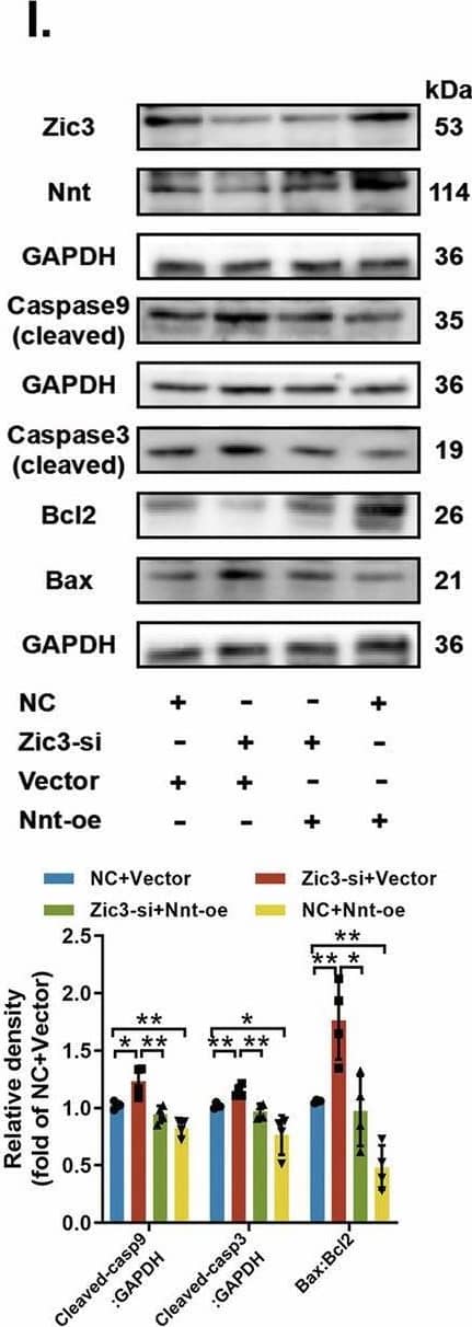 Zic3-ApoM-Nnt axis mediates cell homeostasis between mitophagy and apoptosis.A, C, D C17.2 cells were transfected with Ncontrol (NC) or siRNA targeting Zic3 (Zic3-si). B, E C17.2 cells were transfected with empty pcDNA vector (Vector) or WT Zic3 cDNA (Zic3-oe). A, B PINK1, PRKN and LC3-II/LC3-I protein levels in mitochondria were measured by western blotting (n = 3 from independent experiments). C C17.2 cells were double IF-stained with LC3-labelled autophagosomes (green) and TOMM20-labelled mitochondria (red). Nuclei were counterstained with DAPI. Scale bar = 10 um. D, E Nnt, Bax/Bcl-2, cleaved Caspase 9, and cleaved Caspase 3 protein levels were analysed by western blotting (n = 3 independent experiments). F, G PINK1, PRKN and LC3-II/LC3-I protein levels in mitochondria were analysed by western blotting under different transfection conditions in C17.2 cells (n = 3 from independent experiments). H, I Nnt, cleaved Caspase 9, cleaved Caspase 3, and Bax/Bcl-2 protein levels were analysed by western blotting under different transfection conditions in C17.2 cells (n = 3 from independent experiments). GAPDH or VDAC1 was used as a loading control. Data are expressed as the mean +/- SD. Statistical comparisons were performed using Student’s t tests in (A, B, D and E); one-way ANOVA in (F and G). *P < 0.05; **P < 0.01; “ns