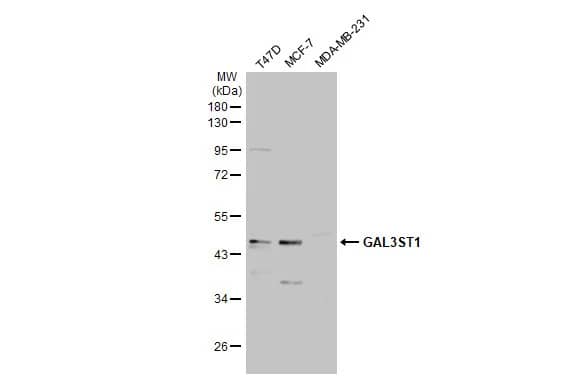 Western Blot: GAL3ST1 Antibody [NBP1-33378] - Various whole cell extracts (30 ug) were separated by 10% SDS-PAGE, and the membrane was blotted with GAL3ST1 antibody [N1C3] (NBP1-33378) diluted at 1:1000. The HRP-conjugated anti-rabbit IgG antibody  was used to detect the primary antibody.