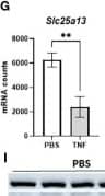 TNF impairs the malate aspartate shuttle leading to a NAD+ and NADH deficit. (A) Experimental setup for liver genome-wide transcriptomic analysis 18h after TNF (25 ug). (B) Enrichr pathway analysis (Elsevier pathway collection) of the downregulated genes 18h after TNF (1310 genes) with LFC < -1 and p < 0.05. (C) Schematic overview of the MAS and metabolic pathways depending on NAD+/NADH homeostasis. 1: GOT1; 2: MDH1; 3. OGC; 4: MDH2; 5: GOT2; 6: AGC; ETC: electron transport chain; OXPHOS: oxidative phosphorylation;  alpha KG: alpha ketoglutarate. (D, E). Enrichr pathway analysis (Metabolomics Workbench metabolites 2022 (D) and GO cellular component 2023 (E) of the downregulated genes 18h after TNF (1310 genes) with LFC < -1 and p < 0.05. (F) Heatmap depicting the relative expression levels (%) of genes involved in the MAS 18h after TNF, with RNASeq mRNA counts from the PBS condition set at 100%. (G) mRNA counts of Slc25a13 in livers of PBS- and TNF-treated mice. n=3/group. (H, I). Western blot analysis of SLC25A13 (74 kDa) protein levels in livers of PBS- and TNF-treated mice (35 ug), normalized to actin levels (42 kDa). n=3-5/group. (J, K). Liver NAD+(J) and NADH (K) levels in PBS- and TNF-injected mice (35 ug), relative to PBS controls. n=3-5/group. (L). Enrichr pathway analysis (TF-LOF expression from GEO) of the downregulated genes 18h after TNF (1310 genes) with LFC < -1 and p < 0.05. (M). HOMER motif analysis of the 1310 downregulated genes. (N). Hnf4 alpha Liver-i-KO and Hnf4 alpha fl/fl were IP injected with TNF (32,5 ug) and mortality was monitored. n=3-6/group. Bars: mean +/- SEM. Each dot represents a single biological replicate. P-values were analyzed with unpaired t-test (G, H, J, K). Survival was analyzed via a log rank test (N). **p ≤ 0.01, *p ≤ 0.05. Image collected and cropped by CiteAb from the following open publication (//pubmed.ncbi.nlm.nih.gov/41132685), licensed under a CC-BY license. Not internally tested by Novus Biologicals.