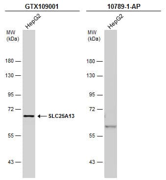 Whole cell extract (30 ug) was separated by 7.5% SDS-PAGE, and the membranes were blotted with SLC25A13 antibody [N3C2], Internal (NBP1-33380) diluted at 1:1000 and competitor's antibody (10789-1-AP) diluted at 1:1000. The HRP-conjugated anti-rabbit IgG antibody  was used to detect the primary antibody.*The competitor is not affiliated with Novus and does not endorse this product. 