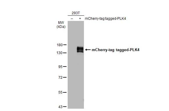 Western Blot PLK4 Antibody