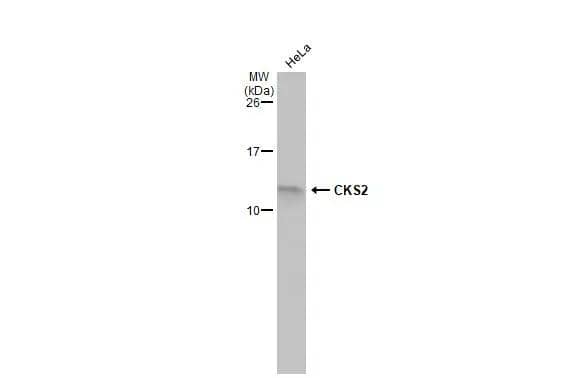 Whole cell extract (30 ug) was separated by 15% SDS-PAGE, and the membrane was blotted with CKS2 antibody [N2C3] (NBP1-33404) diluted at 1:500. The HRP-conjugated anti-rabbit IgG antibody  was used to detect the primary antibody. 