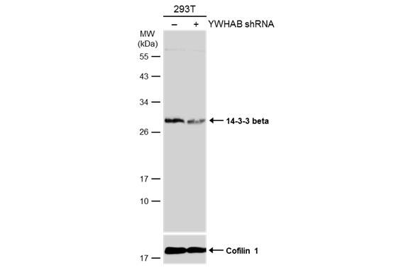 <b>Genetic Strategies Validation. </b>Non-transfected (-) and transfected (+) 293T whole cell extracts (30 ug) were separated by 12% SDS-PAGE, and the membrane was blotted with 14-3-3 beta antibody [N1C2] (NBP1-33454) diluted at 1:10000. The HRP-conjugated anti-rabbit IgG antibody  was used to detect the primary antibody. 