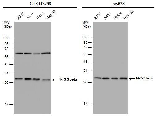 Various whole cell extracts (30 ug) were separated by 12% SDS-PAGE, and the membranes were blotted with 14-3-3 beta antibody [N1C2] (NBP1-33454) diluted at 1:10000 and competitor's antibody (sc-628) diluted at 1:200. The HRP-conjugated anti-rabbit IgG antibody  was used to detect the primary antibody. 