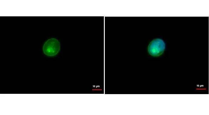 HLA-DRA antibody [N2C3] detects HLA-DRA protein by immunofluorescent analysis.  Sample: Raji cells were fixed in 100% Methenol for 5 min.  Green: HLA-DRA protein stained by HLA-DRA antibody [N2C3] (NBP1-33458) diluted at 1:500.  Blue: Hoechst 33342 staining.  Scale bar = 10 um. 