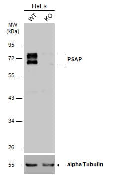 <b>Genetic Strategies Validation. </b>Western Blot: PSAP Antibody [NBP1-33459] - Wild-type (WT) and PSAP knockout (KO) HeLa cell extracts (30 ug) were separated by 10% SDS-PAGE, and the membrane was blotted with PSAP antibody [N1N3]  diluted at 1:500. The HRP-conjugated anti-rabbit IgG antibody  was used to detect the primary antibody.