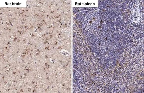 PSAP antibody [N1N3] detects PSAP protein by immunohistochemical analysis.Sample: Paraffin-embedded rat tissues.PSAP stained by PSAP antibody [N1N3] (NBP1-33459) diluted at 1:500.Antigen Retrieval: Citrate buffer, pH 6.0, 15 min 