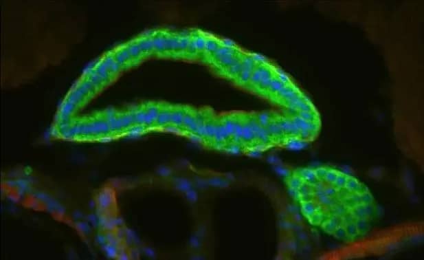 Immunohistochemistry: Cytochrome P450 26B1 Antibody [NBP1-33476] - Immunohistochemical analysis of agarose-embedded zebrafish embryo cross-section, using Cytochrome P450 26B1 antibody [N2C2], Internal (NBP1-33476) at 1:200 dilution.