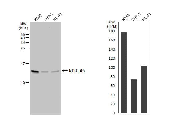 Various whole cell extracts (30 ug) were separated by 15% SDS-PAGE, and the membrane was blotted with NDUFA5 antibody [N1C3] (NBP1-33504) diluted at 1:1000. The HRP-conjugated anti-rabbit IgG antibody  was used to detect the primary antibody. Corresponding RNA expression data for the same cell lines are based on Human Protein Atlas program. 
