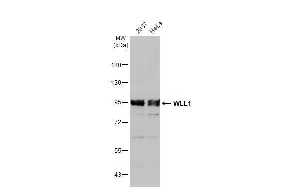 Western Blot Wee1 Antibody - BSA Free