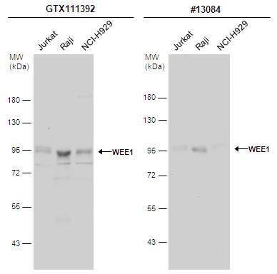 Western Blot Wee1 Antibody - BSA Free
