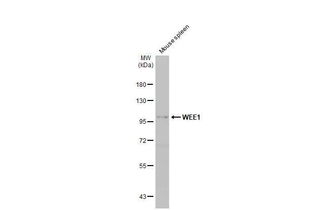 Western Blot Wee1 Antibody - BSA Free