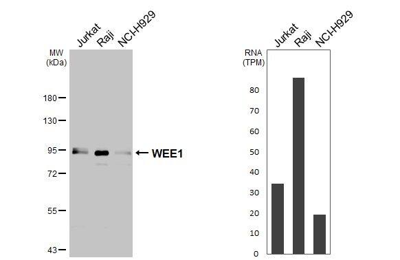 Western Blot Wee1 Antibody - BSA Free