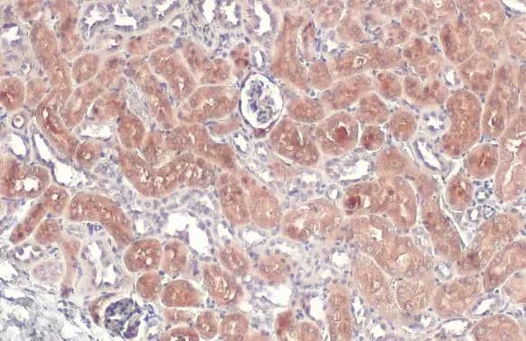 Immunohistochemistry-Paraffin: CBS Antibody [NBP1-33518] - CBS antibody detects CBS protein at cytoplasm and nucleus by immunohistochemical analysis.Sample: Paraffin-embedded mouse kidney.CBS stained by CBS antibody (NBP1-33518) diluted at 1:500.Antigen Retrieval: Citrate buffer, pH 6.0, 15 min