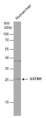 Western Blot Glutathione S-Transferase mu 1/GSTM1 Antibody - BSA Free