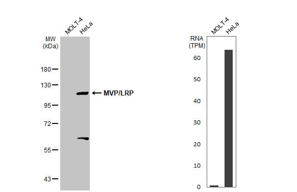Various whole cell extracts (30 ug) were separated by 7.5% SDS-PAGE, and the membrane was blotted with MVP/LRP antibody (NBP1-33560) diluted at 1:1000. The HRP-conjugated anti-rabbit IgG antibody  was used to detect the primary antibody. Corresponding RNA expression data for the same cell lines are based on Human Protein Atlas program. 
