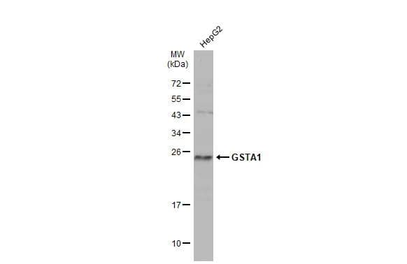 Whole cell extract (30 ug) was separated by 12% SDS-PAGE, and the membrane was blotted with GSTA1 antibody (NBP1-33586) diluted at 1:1000. The HRP-conjugated anti-rabbit IgG antibody  was used to detect the primary antibody, and the signal was developed with Trident ECL plus-Enhanced. 