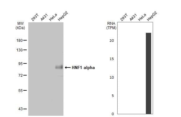 <b>Orthogonal Strategies Validation. </b>Western Blot: HNF1 Antibody [NBP1-33596] - Various whole cell extracts (30 ug) were separated by 7.5% SDS-PAGE, and the membrane was blotted with HNF1 alpha antibody [N1N3]  diluted at 1:2000. The HRP-conjugated anti-rabbit IgG antibody  was used to detect the primary antibody. Corresponding RNA expression data for the same cell lines are based on Human Protein Atlas program.