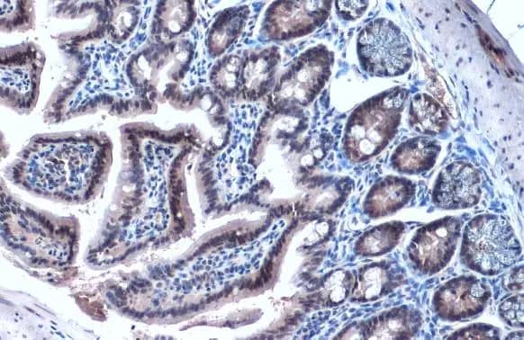 Immunohistochemistry-Paraffin: HNF1 Antibody [NBP1-33596] - HNF1 antibody [N1N3] detects HNF1 protein at nucleus by immunohistochemical analysis.Sample: Paraffin-embedded mouse intestine.HNF1 stained by HNF1 antibody [N1N3] (NBP1-33596) diluted at 1:500.Antigen Retrieval: Citrate buffer, pH 6.0, 15 min