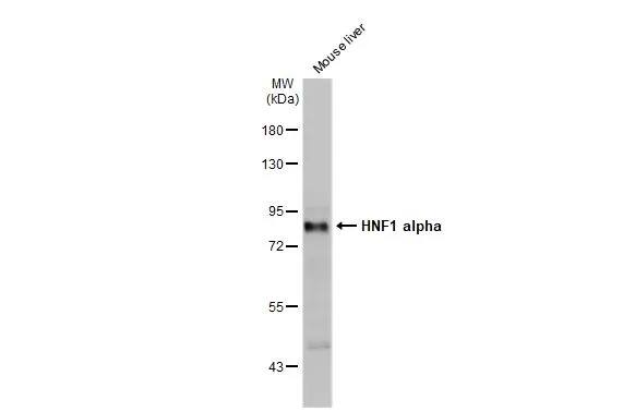 Western Blot: HNF1 Antibody [NBP1-33596] - Mouse tissue extract (50 ug) was separated by 7.5% SDS-PAGE, and the membrane was blotted with HNF1 antibody [N1N3] (NBP1-33596) diluted at 1:2000. The HRP-conjugated anti-rabbit IgG antibody  was used to detect the primary antibody.