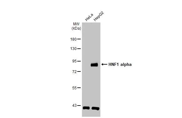 Western Blot: HNF1 Antibody [NBP1-33596] - Various whole cell extracts (30 ug) were separated by 7.5% SDS-PAGE, and the membrane was blotted with HNF1 antibody [N1N3] (NBP1-33596) diluted at 1:2000. The HRP-conjugated anti-rabbit IgG antibody  was used to detect the primary antibody.