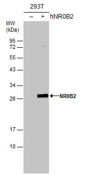 Western Blot: SHP/NR0B2/Nuclear Receptor SHP Antibody [NBP1-33597] - Non-transfected (-) and transfected (+) 293T whole cell extracts (30 ug) were separated by 12% SDS-PAGE, and the membrane was blotted with SHP/NR0B2/Nuclear Receptor SHP antibody [N2C3] (NBP1-33597) diluted at 1:500.