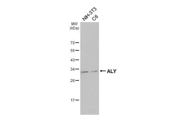 Various whole cell extracts (30 ug) were separated by 12% SDS-PAGE, and the membrane was blotted with ALY antibody (NBP1-33598) diluted at 1:1000. The HRP-conjugated anti-rabbit IgG antibody  was used to detect the primary antibody. 