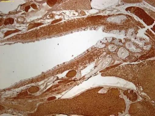 Immunohistochemistry: FHL2 Antibody [NBP1-33602] - Immunohistochemical analysis of paraffin-embedded zebrafish tissue, using FHL2 antibody (NBP1-33602) at 1:300 dilution.