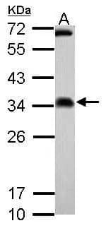 Western Blot: FHL2 Antibody [NBP1-33602] - Sample (30 ug of whole cell lysate)  A: zebrafish heart  12% SDS PAGE  NBP1-33602 diluted at 1:1000 