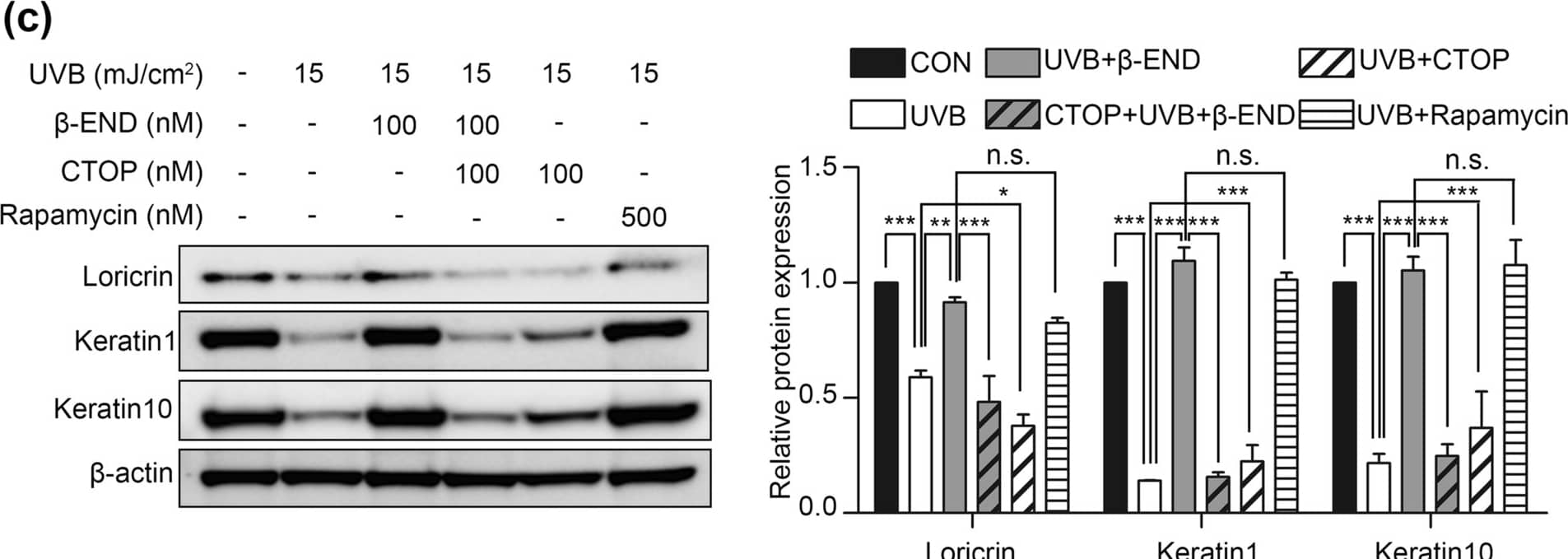 The effect of  beta -endorphin directly through the u-opioid receptor, and the effect of inhibition of Akt/mTOR signaling on UVB-induced disruption of epidermal homeostasis. (a) NHKs were pre-incubated with 100 nM of CTOP for 30 min before 15 mJ/cm2 UVB irradiation and the addition of 100 nM  beta -endorphin. (b, c) Representative immunoblots and the quantification of the phosphorylation level of proteins in Akt/mTOR signaling pathway (b) and expression levels of differentiation markers (c) showing the reversal effect of  beta -endorphin is suppressed by 100 nM CTOP treatment and the reversal effect of 500 nM rapamycin treatment in NHKs for 30 min before 15 mJ/cm2 UVB irradiation. The original blots are presented in Supplementary Fig. S6. * p < 0.05, ** p < 0.01, *** p < 0.001 compared to the designated group. n.s. means not significant. Image collected and cropped by CiteAb from the following open publication (//www.nature.com/articles/s41598-023-49886-5), licensed under a CC-BY license. Not internally tested by Novus Biologicals.