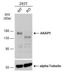 <b>Genetic Strategies Validation. </b>Western Blot: AKAP1 Antibody [NBP1-33629] - Wild-type (WT) and AKAP1 knockout (KO) 293T cell extracts (30 ug) were separated by 7.5% SDS-PAGE, and the membrane was blotted with AKAP1 antibody [C2C3], C-term  diluted at 1:500. The HRP-conjugated anti-rabbit IgG antibody  was used to detect the primary antibody.