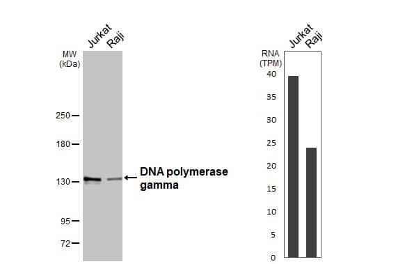 Various whole cell extracts (30 ug) were separated by 5% SDS-PAGE, and the membrane was blotted with DNA polymerase gamma antibody (NBP1-33633) diluted at 1:1000. The HRP-conjugated anti-rabbit IgG antibody  was used to detect the primary antibody. Corresponding RNA expression data are based on Human Protein Atlas program. 