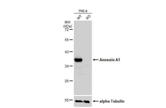 <b>Genetic Strategies Validation. </b>Western Blot: Annexin A1 Antibody [NBP1-33684] - Wild-type (WT) and Annexin A1 knockout (KO) HeLa cell extracts (30 ug) were separated by 10% SDS-PAGE, and the membrane was blotted with Annexin A1 antibody  diluted at 1:1000. The HRP-conjugated anti-rabbit IgG antibody  was used to detect the primary antibody.