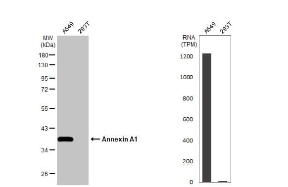 <b>Orthogonal Strategies Validation. </b>Western Blot: Annexin A1 Antibody [NBP1-33684] - Various whole cell extracts (30 ug) were separated by 10% SDS-PAGE, and the membrane was blotted with Annexin A1 antibody  diluted at 1:10000. The HRP-conjugated anti-rabbit IgG antibody  was used to detect the primary antibody. Corresponding RNA expression data for the same cell lines are based on Human Protein Atlas program.