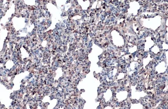 Immunohistochemistry-Paraffin: Annexin A1 Antibody [NBP1-33684] - Annexin A1 antibody detects Annexin A1 protein at nucleus by immunohistochemical analysis.Sample: Paraffin-embedded mouse lung.Annexin A1 stained by Annexin A1 antibody (NBP1-33684) diluted at 1:500.Antigen Retrieval: Citrate buffer, pH 6.0, 15 min